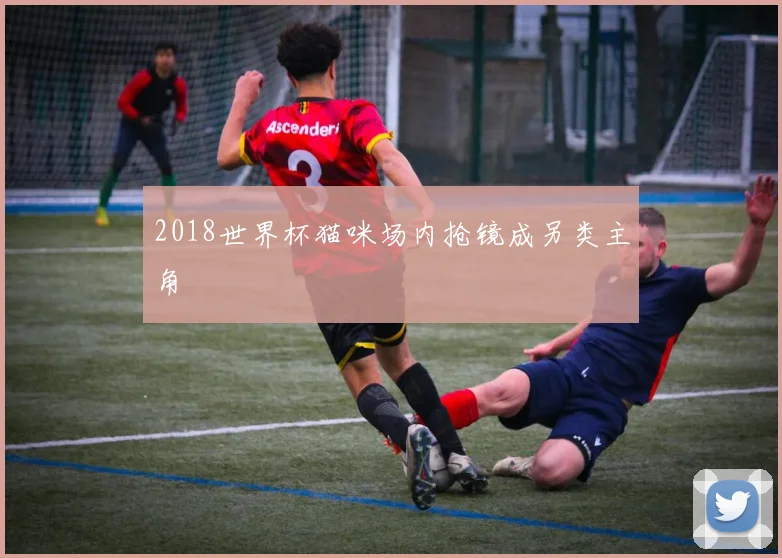 2018世界杯猫咪场内抢镜成另类主角